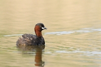 06 Tachybaptus ruficollis (tuffetto)